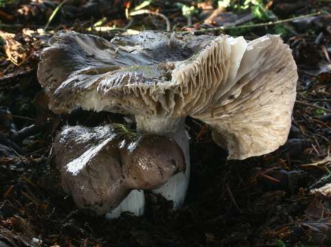 Image of Tricholoma griseoviolaceum Shanks 1996