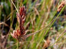 Image of Schoenus graminifolius (Levyns) T. L. Elliott & Muasya