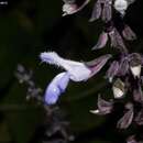 Image of Salvia roscida Fernald