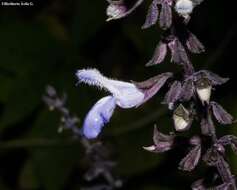 Image of Salvia roscida Fernald