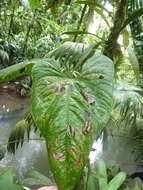 Imagem de Anthurium formosum Schott