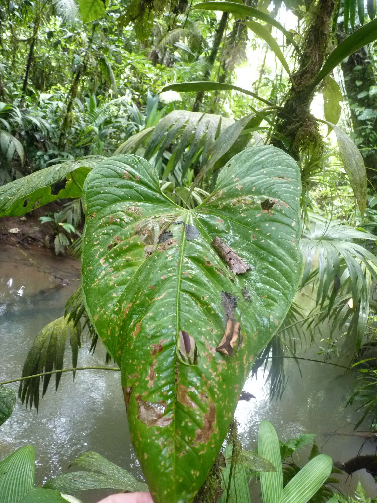 Imagem de Anthurium formosum Schott