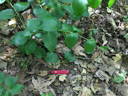 Image of Vinca major subsp. major