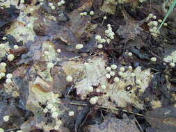 Imagem de Marasmius bulliardii Quél. 1878