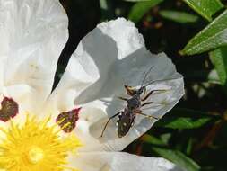 Image de Rhynocoris cuspidatus Ribaut 1922