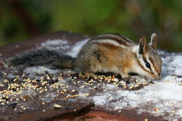 Tamias quadrimaculatus Gray 1867 resmi