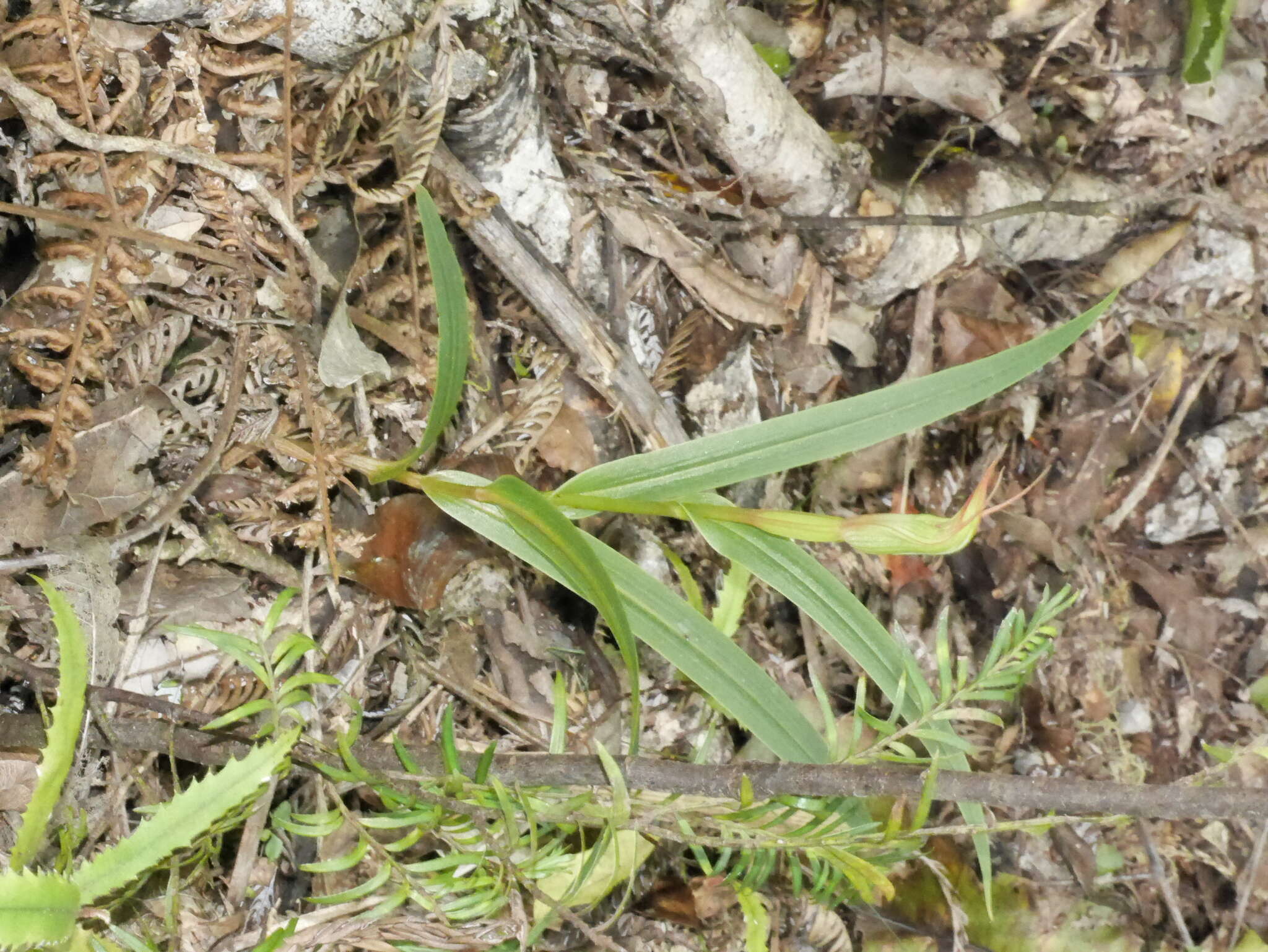 Image of Pterostylis cardiostigma D. Cooper