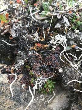 Image of tube lichen