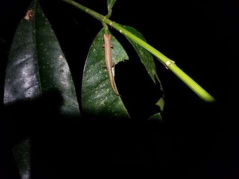 Image of Common Dwarf Salamander