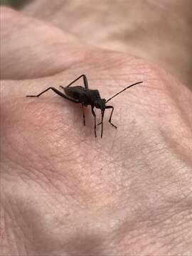 Image of Redbacked broad-headed bug