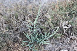 Image of Salicornia perrieri A. Chev.