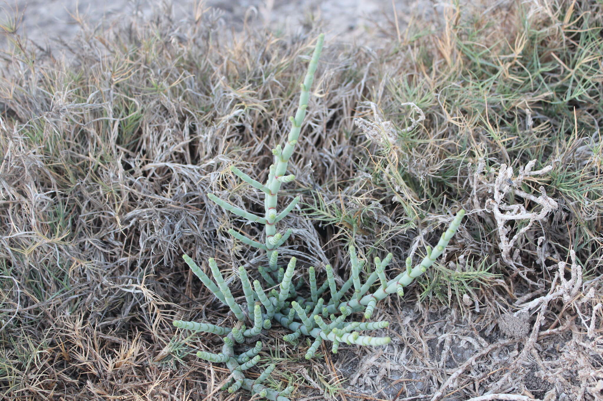 Image of Salicornia perrieri A. Chev.