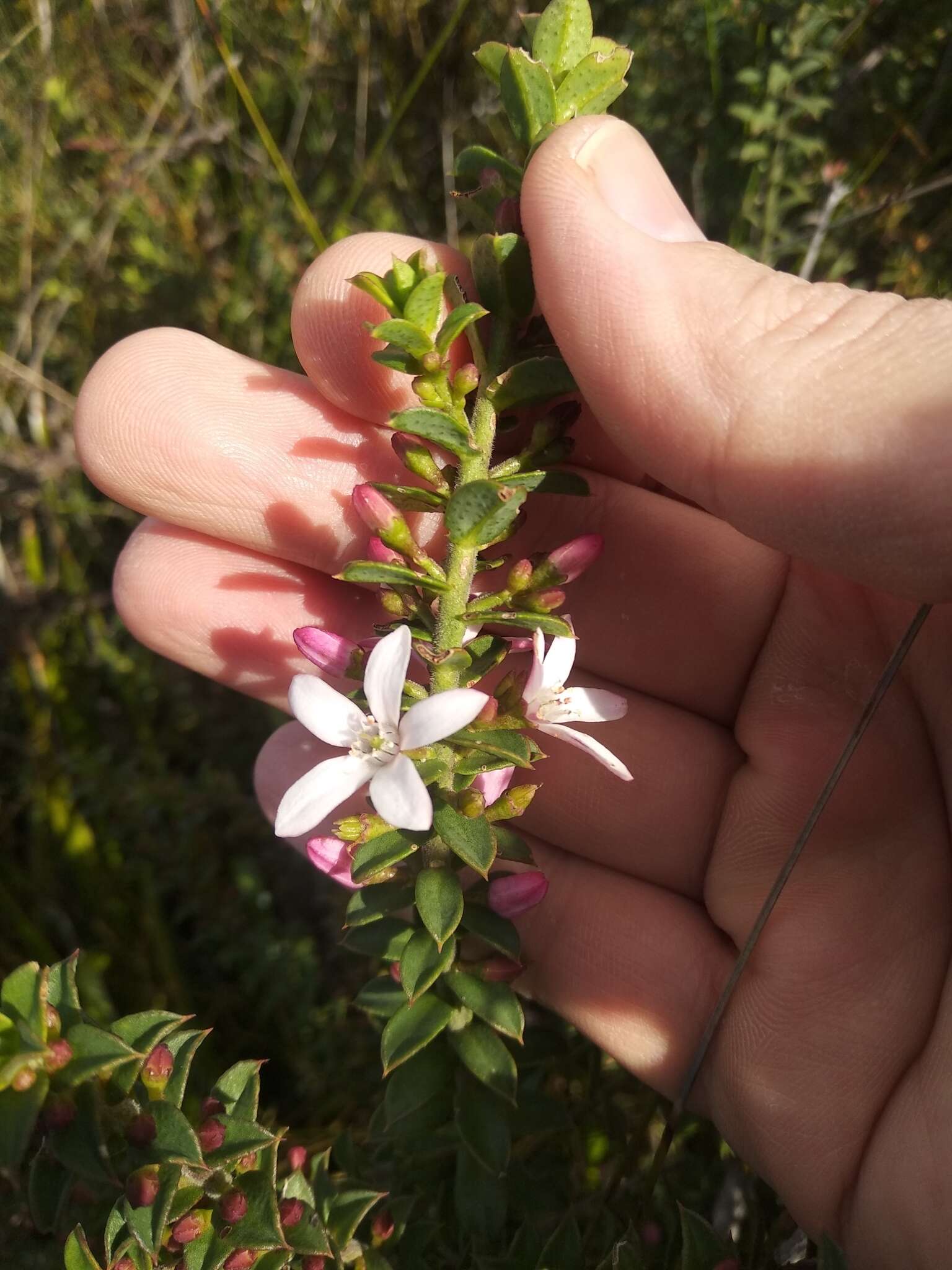 Image of Philotheca buxifolia subsp. buxifolia