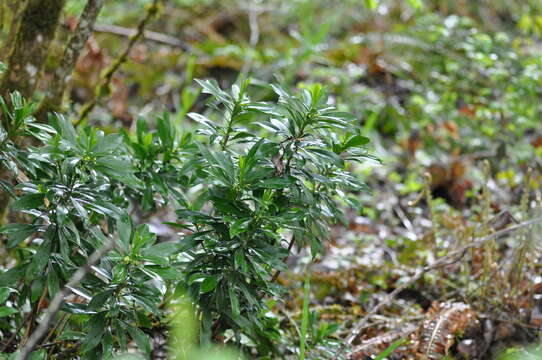 Imagem de Daphne laureola L.