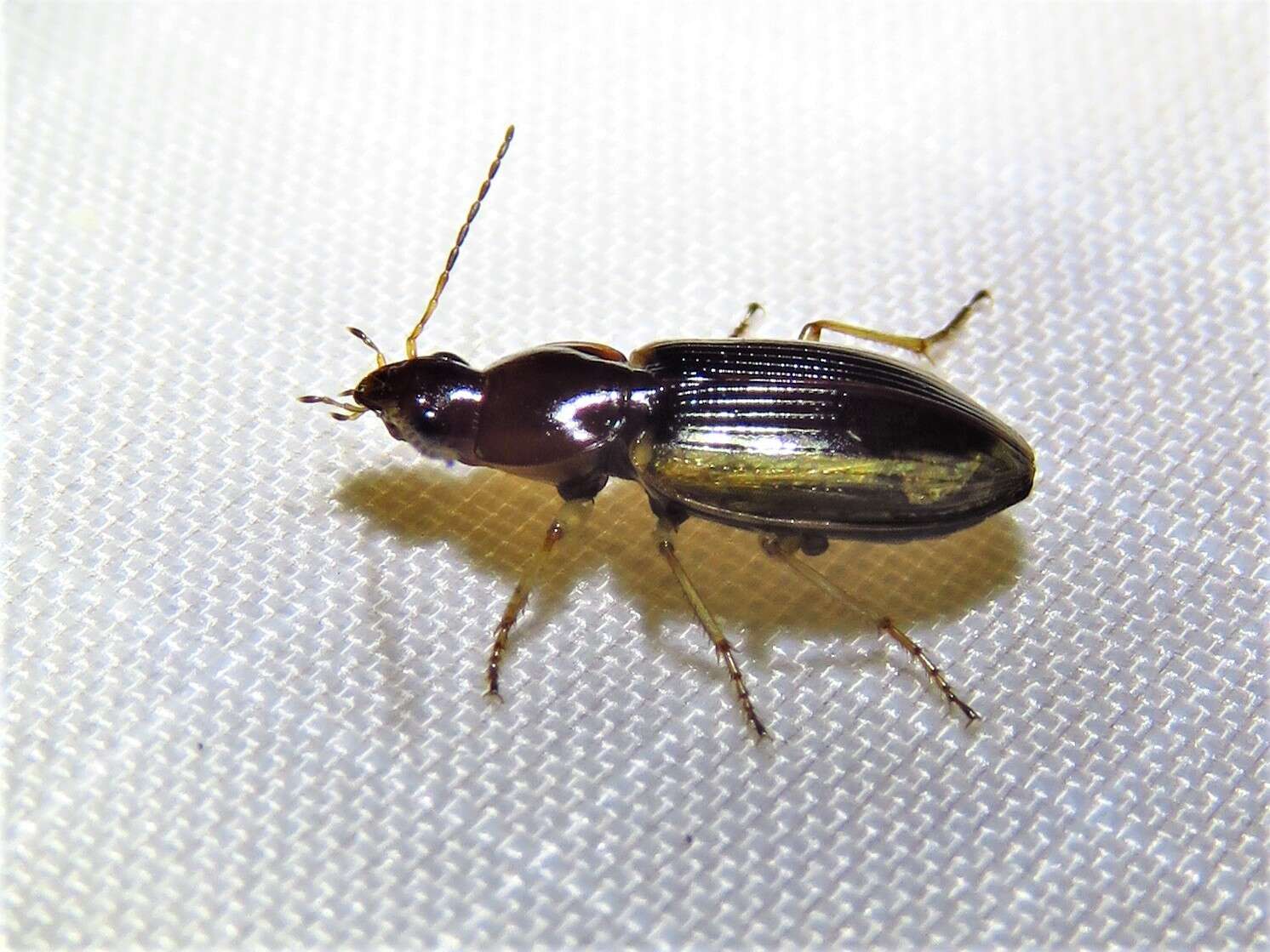 Image of Agonum (Olisares) pallipes (Fabricius 1787)