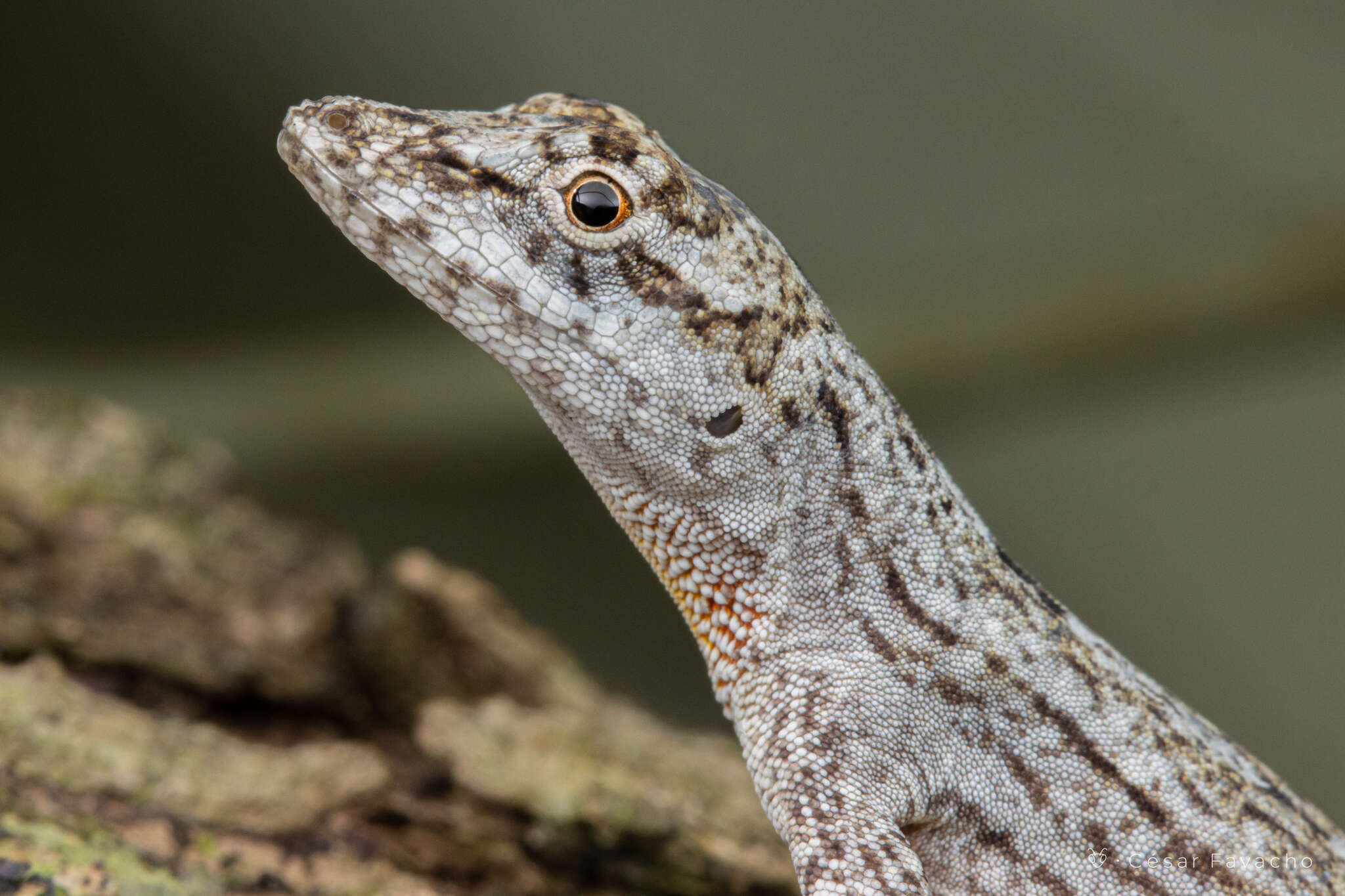 Image of Anolis ortonii Cope 1868