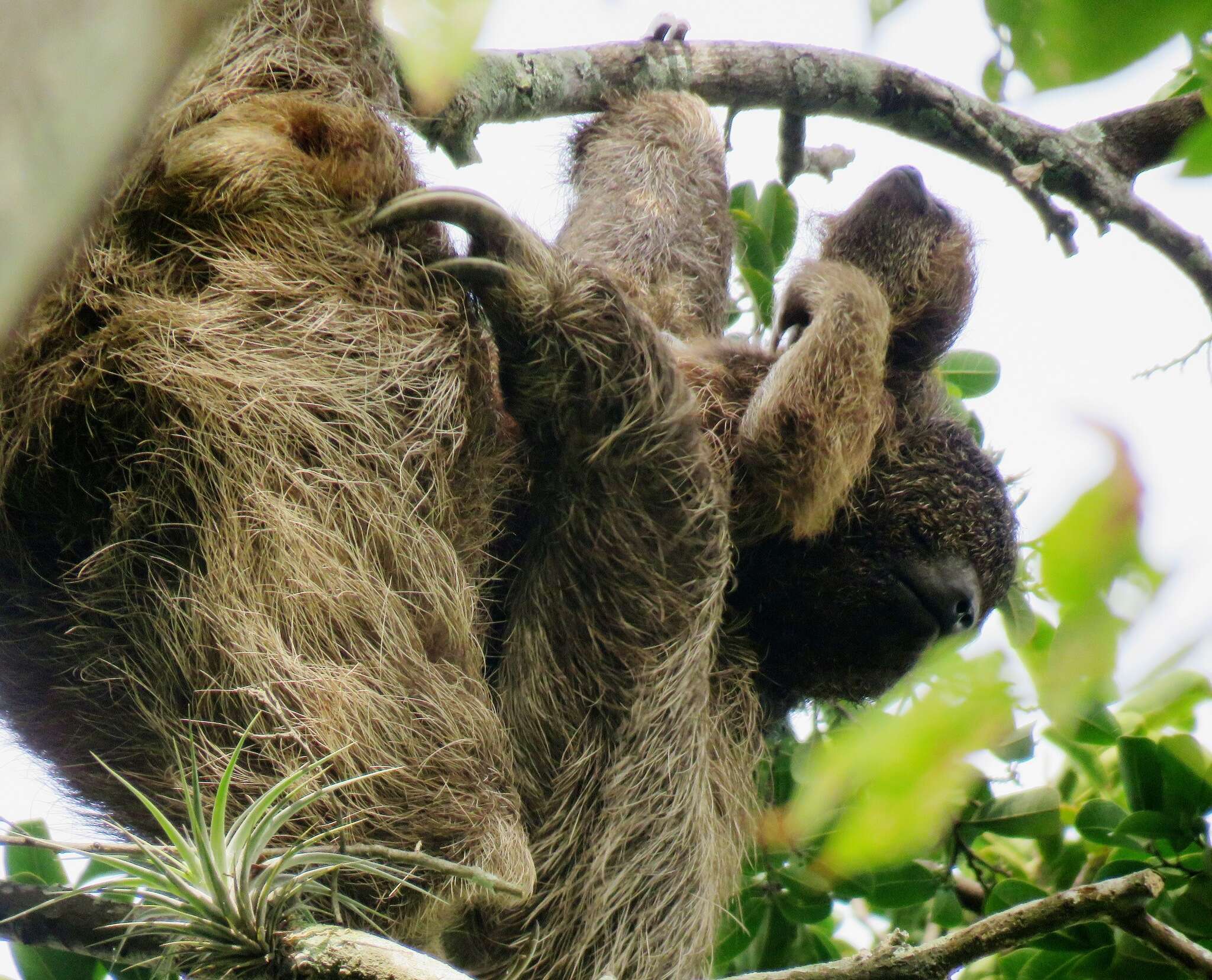 Image of Maned sloth