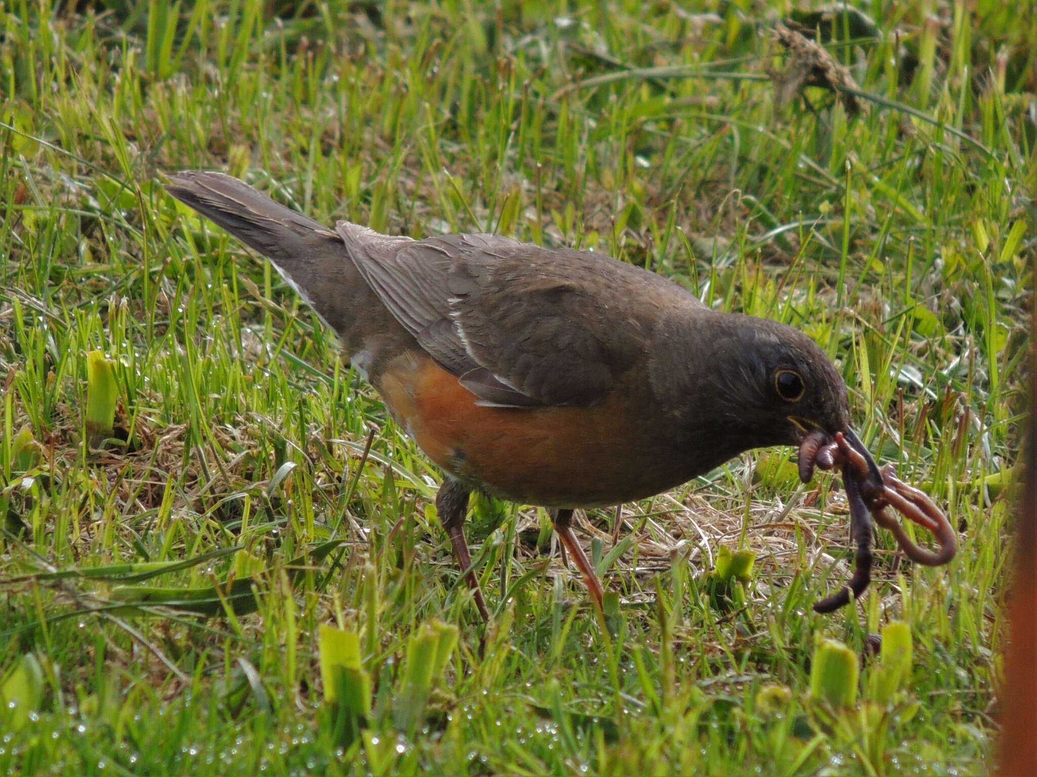 Image of Brown-headed Thrush