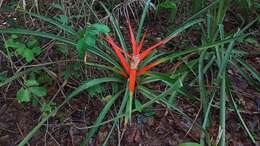 Image of Bromelia balansae Mez