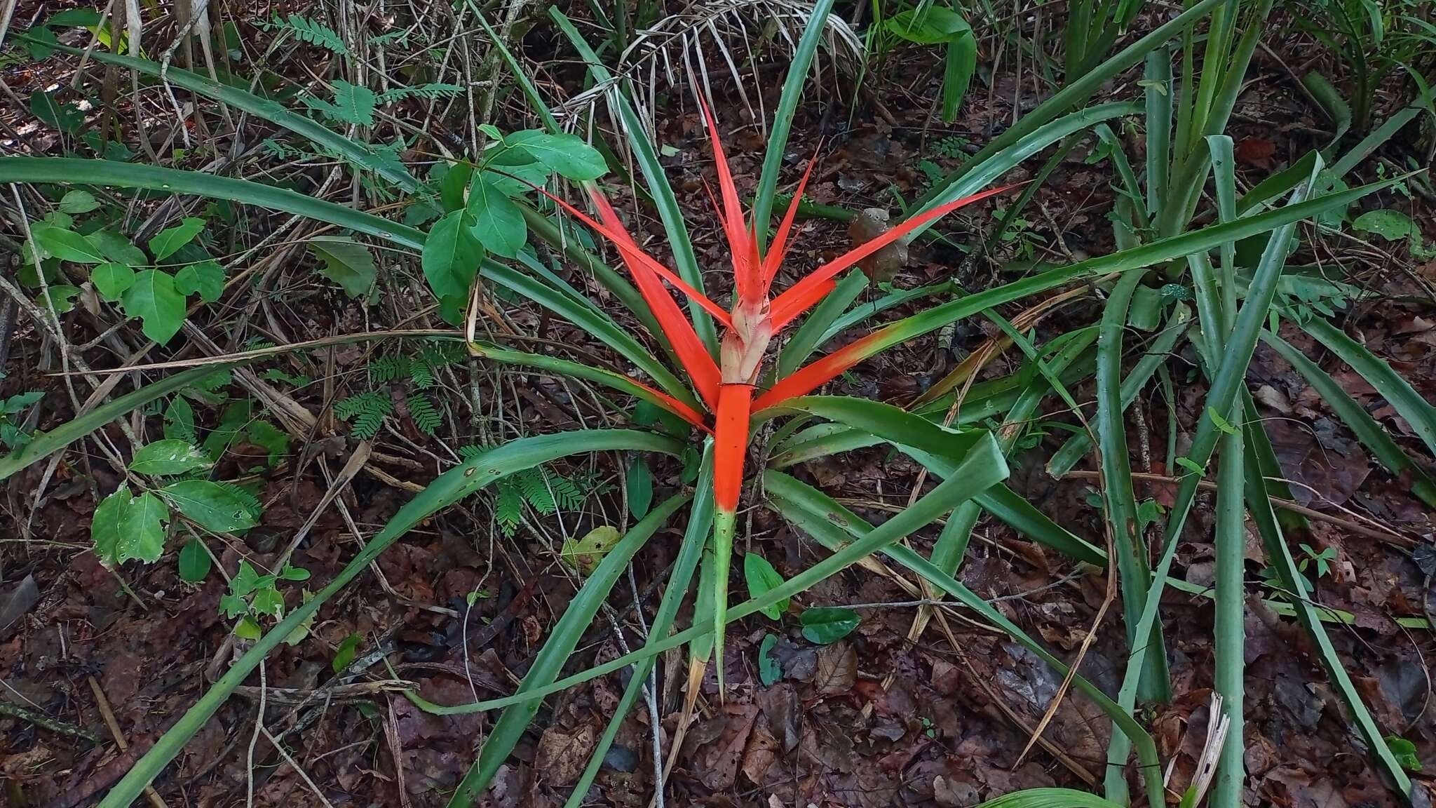 Image of Bromelia balansae Mez