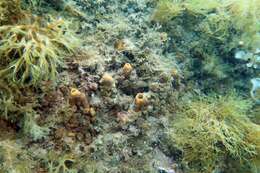 Image of green boring sponge