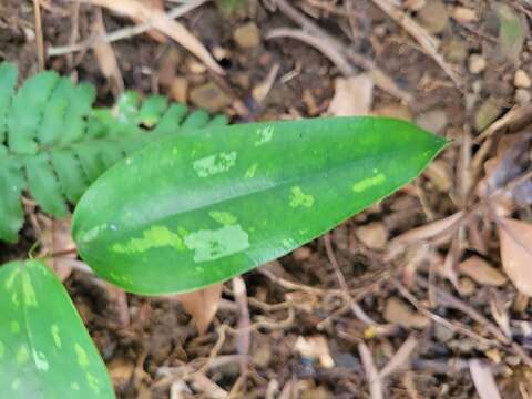 Image of Smilax corbularia Kunth