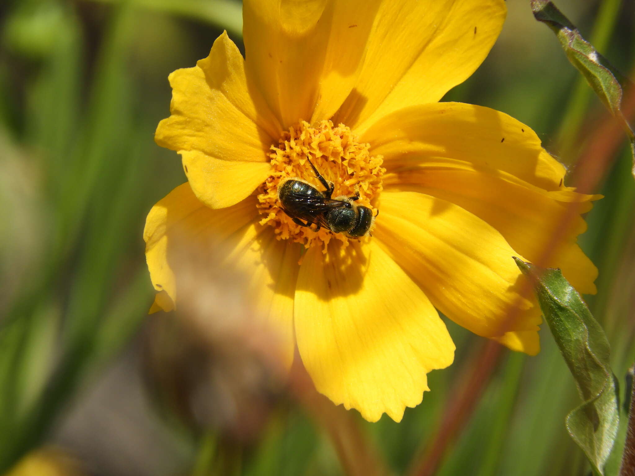 Image of Osmia coloradensis Cresson 1878