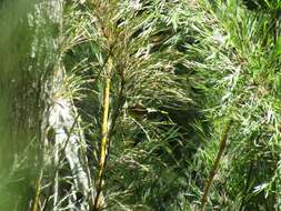 Image of Patagonian Sierra Finch