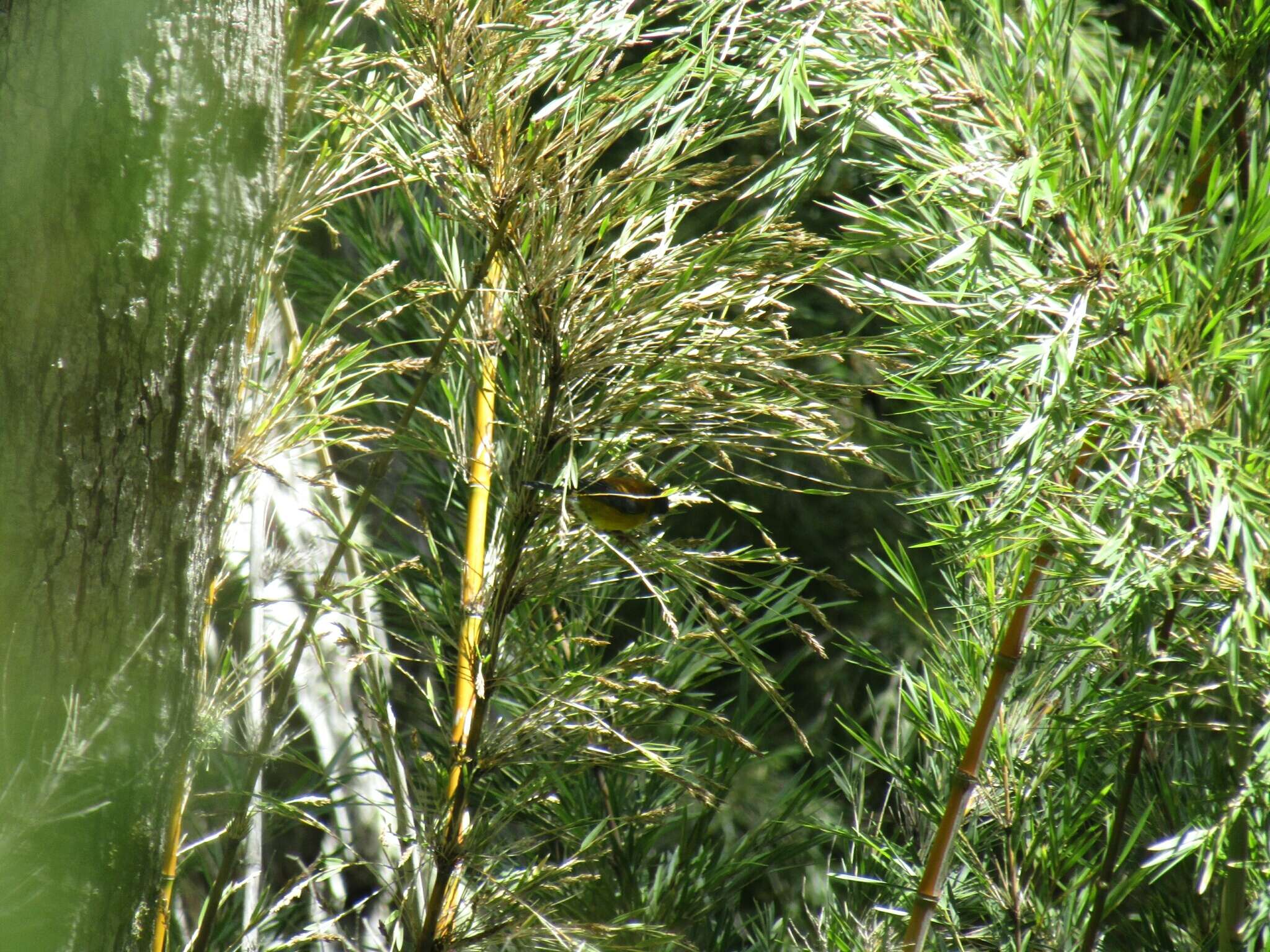 Image of Patagonian Sierra Finch