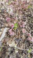 Image of Monterey spineflower