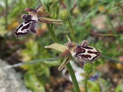 Image of Ophrys cretica subsp. cretica