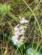 Image of Polygala langebergensis Levyns