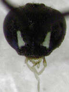 صورة Epipompilus insularis Kohl 1885