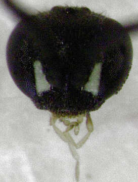 Image of Epipompilus insularis Kohl 1885