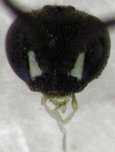 Image de Epipompilus insularis Kohl 1885