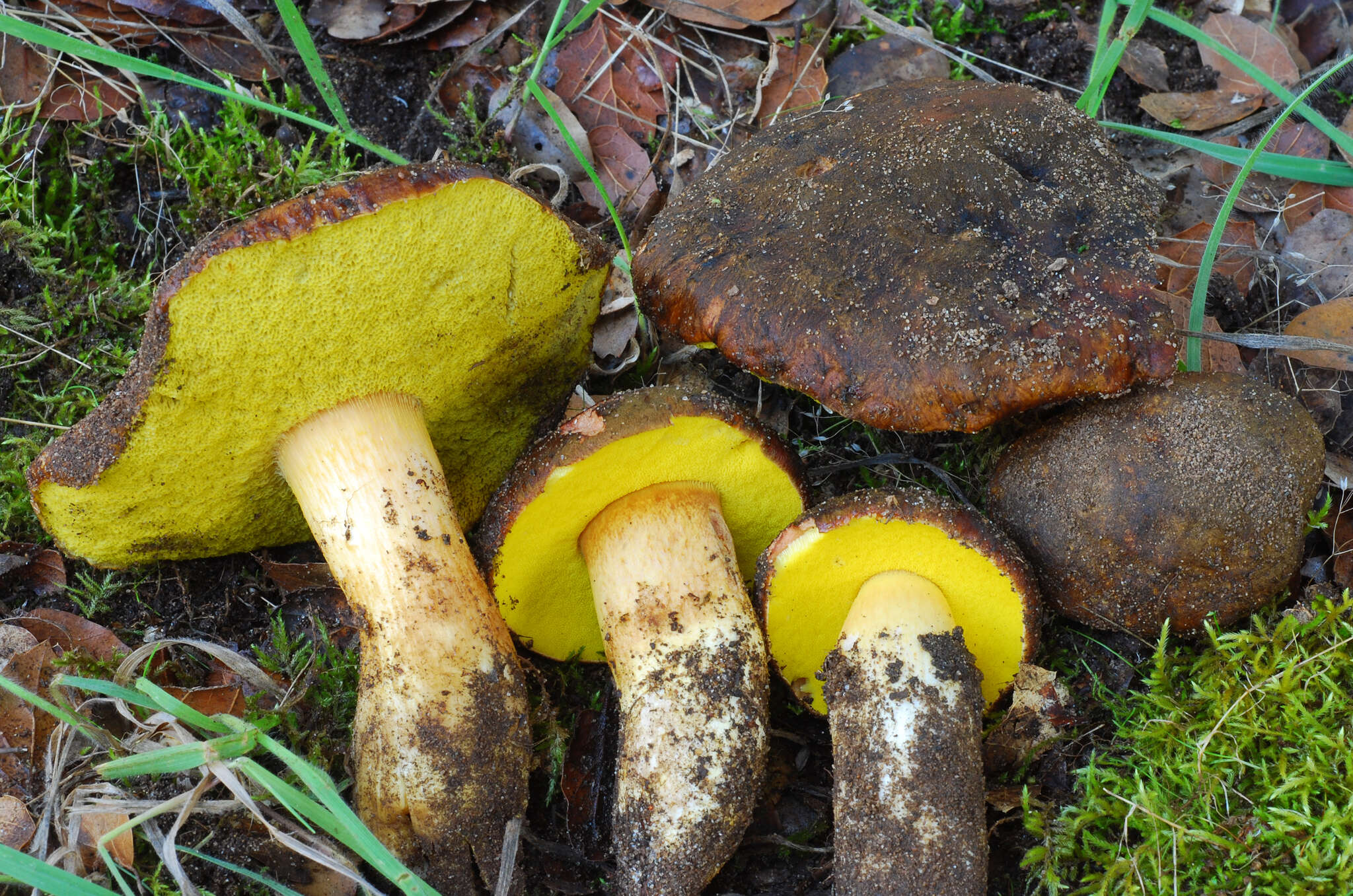 Image of Aureoboletus citriniporus (Halling) Klofac 2010