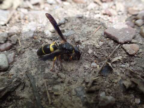 Image of Spinola's Mason Wasp