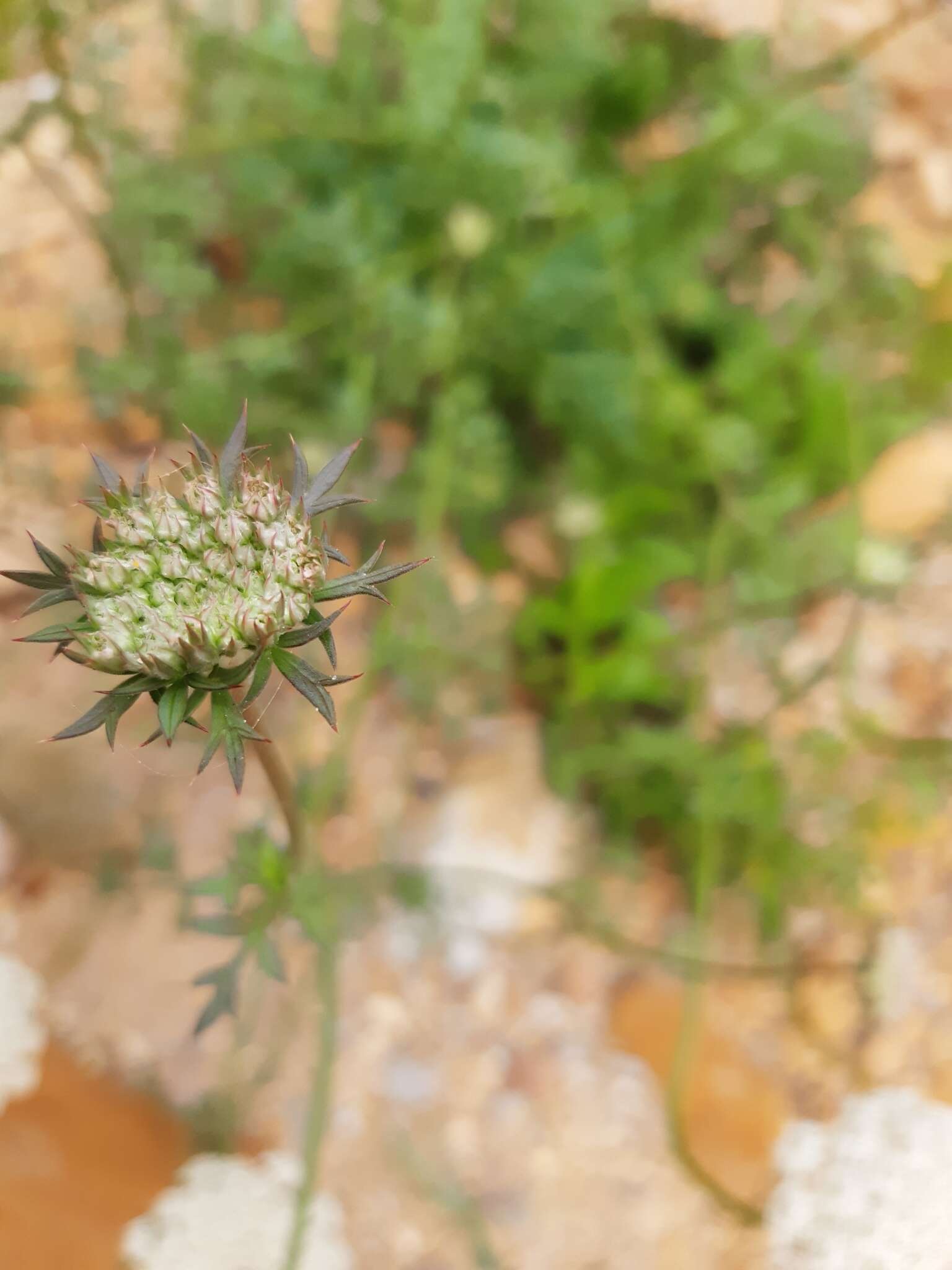 Imagem de Daucus carota subsp. commutatus (Paol.) Thell.