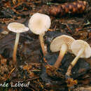 Plancia ëd Gymnopus eneficola R. H. Petersen 2014