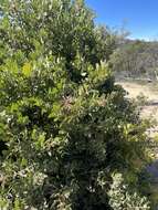 Слика од Arctostaphylos glandulosa subsp. zacaensis (Eastw.) P. V. Wells