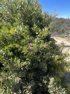 Image of Zaca manzanita