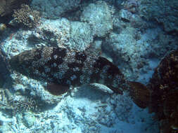 Image of Malabar Grouper