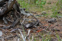 Image of lodgepole chipmunk