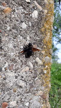 Image of Megachile parietina (Geoffroy 1785)