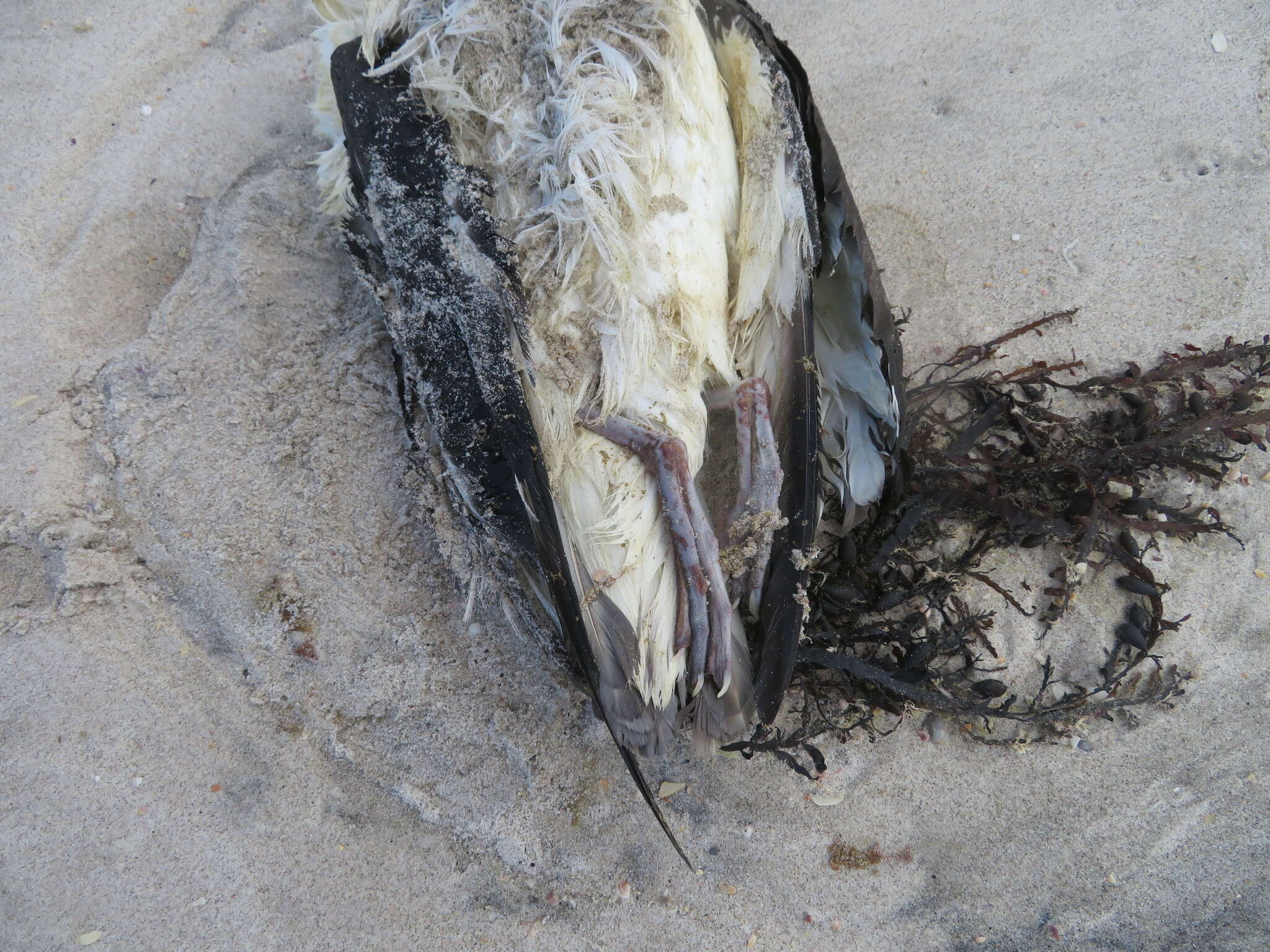 Image of Shy Albatross