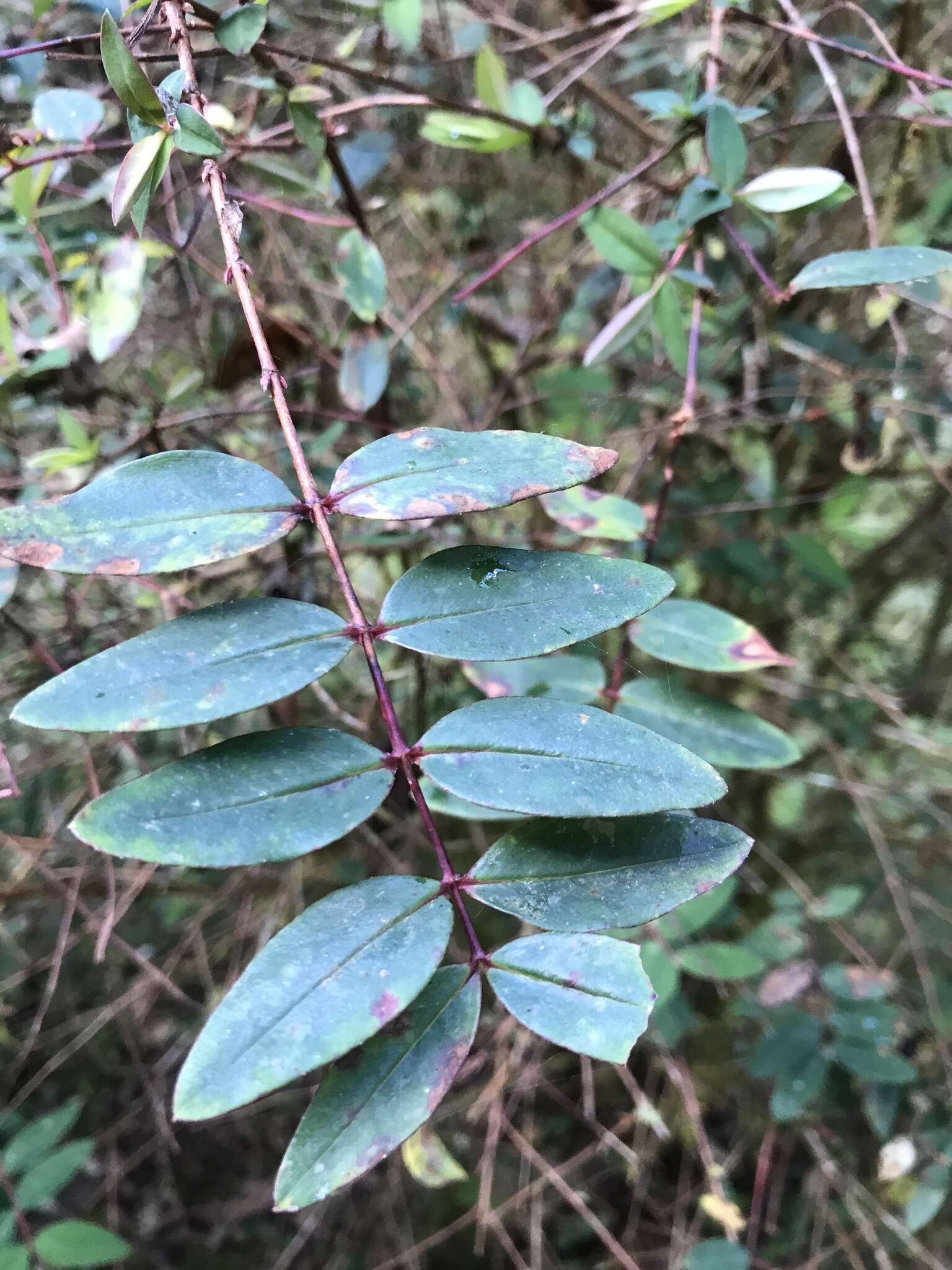 Imagem de Hypericum patulum C. P. Thunberg ex A. Murray