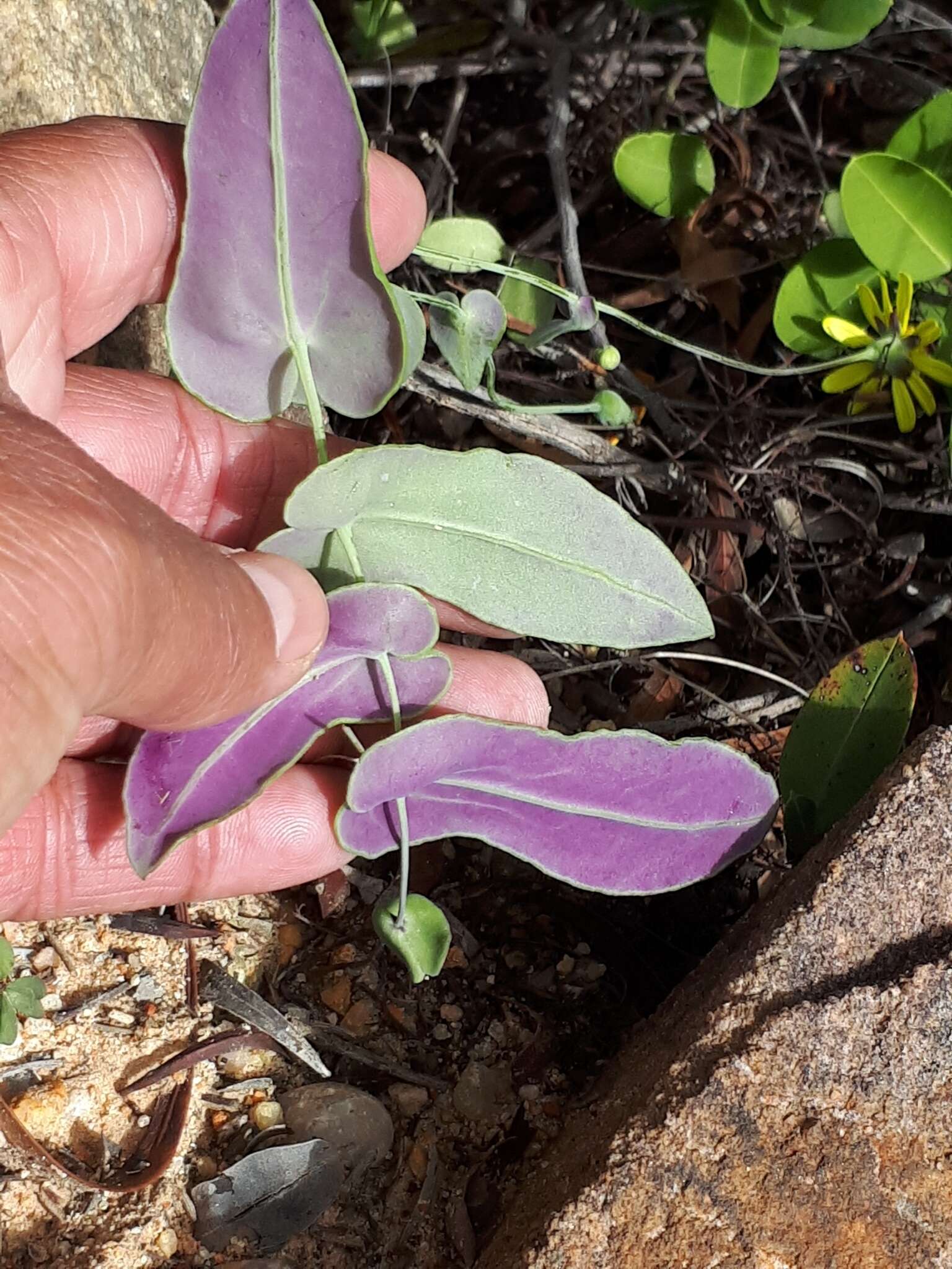 Image of Othonna perfoliata (L. fil.) Sch. Bip.