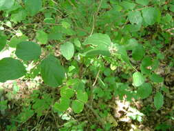 Sivun Symphoricarpos orbiculatus Moench kuva