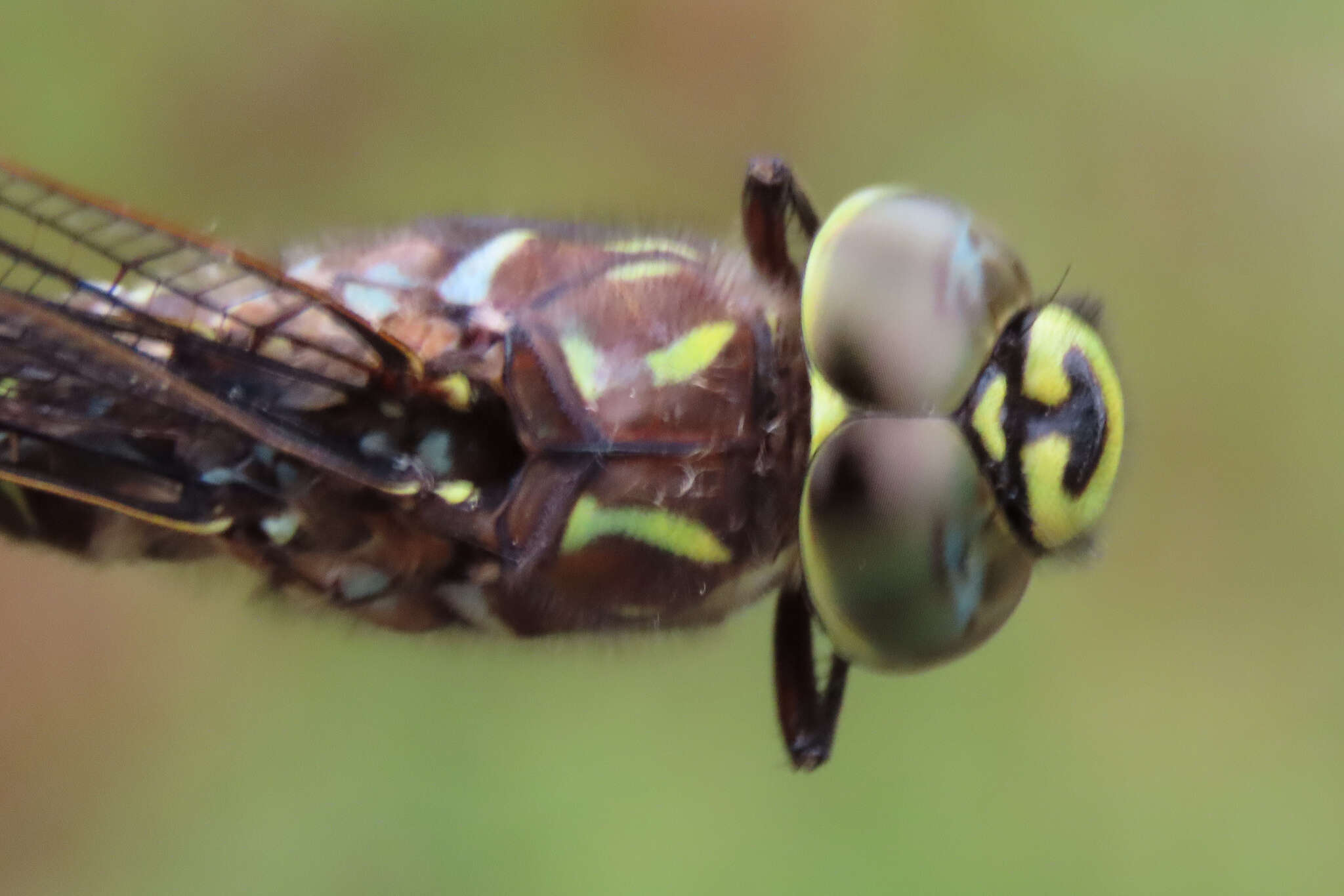 Image of bog hawker