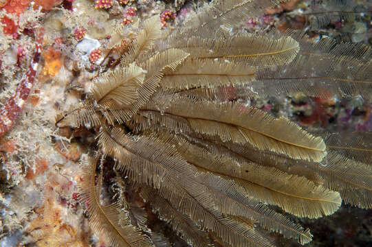 Image of yellow feathers